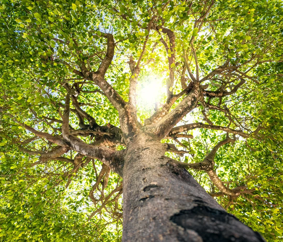 Growth Frameworks